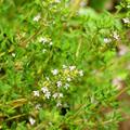 Thymus vulgaris, timijan