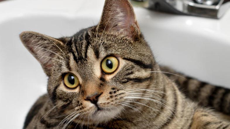 Mačko okopajte nekajkrat letno.