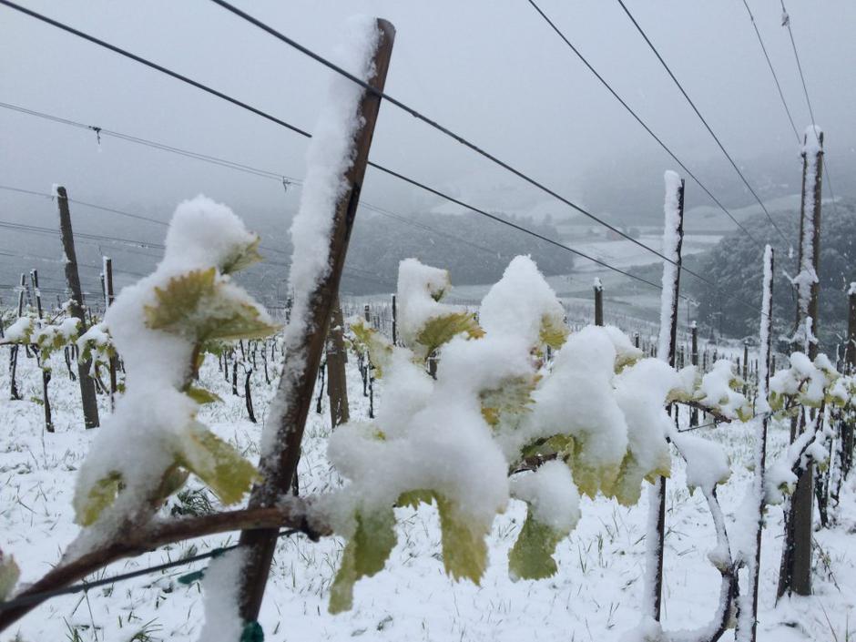 Zmrzal v vinogradu | Avtor: P&F Jeruzalem