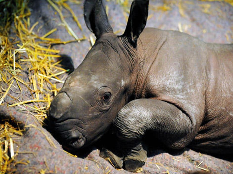 Mala nosoroginja v Münstru bo morda v Nemčiji sprožila novo živalsko manijo.