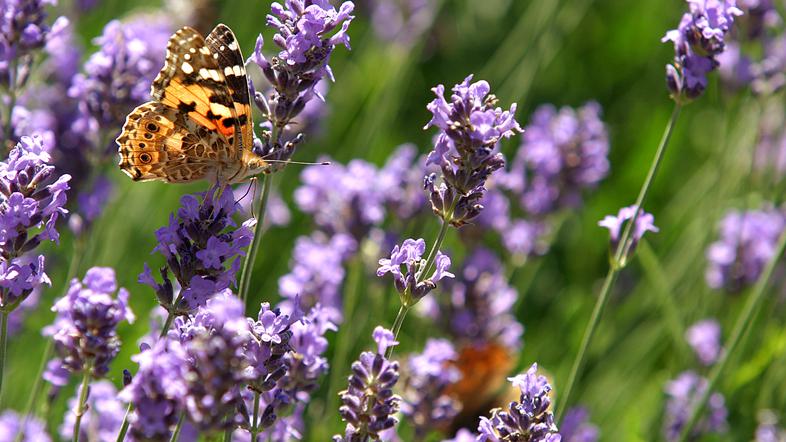 Divja sivka raste na primer v južni Franciji, Španiji, Italiji in na severu Afri