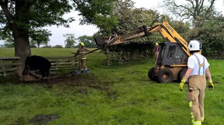 Krav z glavo v deblu