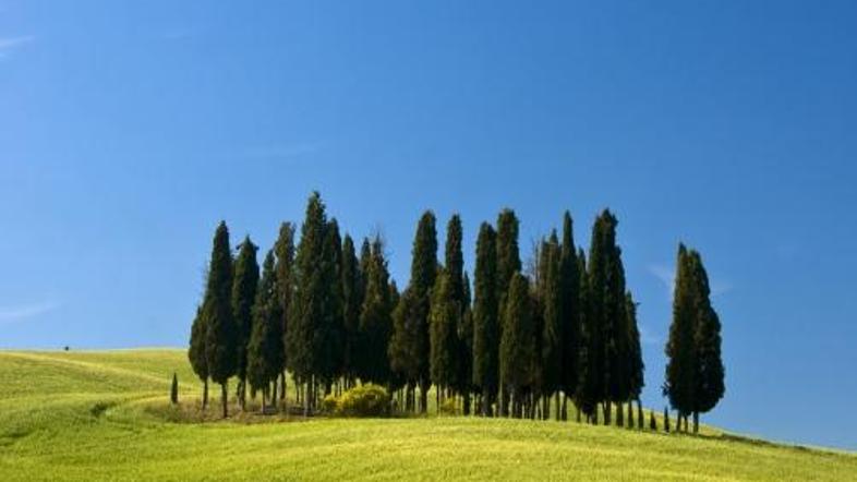 Toskana je dežela zelenih gričev in številnih nasadov vinske trte. (Foto: iStock