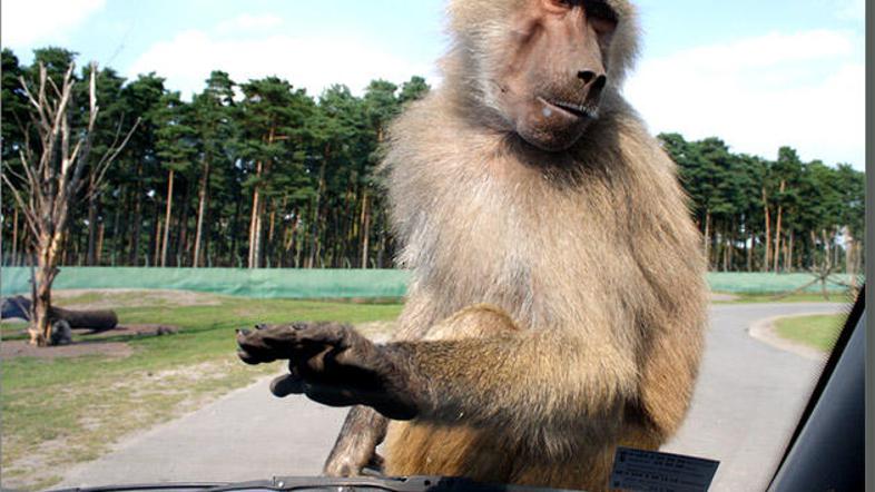 Še zlasti lahke in zato izredno priljubljene tarče divjih opic so nepazljivi voz
