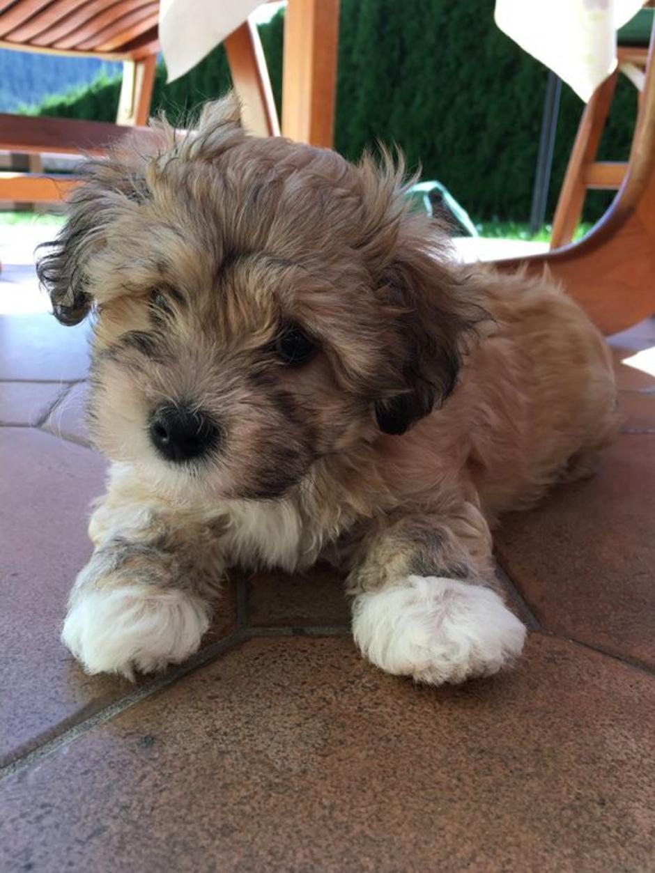 HAVANA MELODY | Avtor: HAVANA MELODY