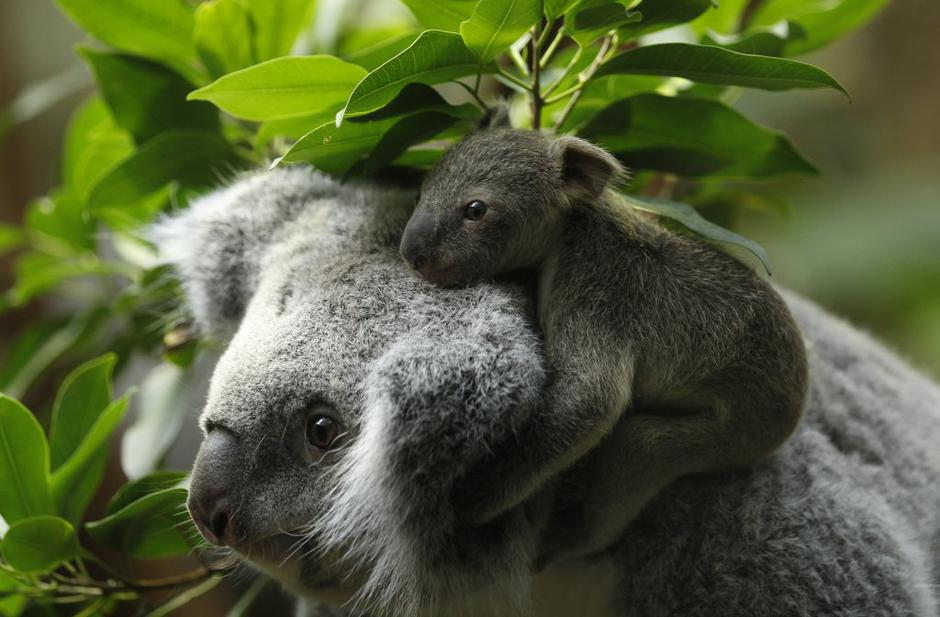koala | Avtor: Reuters