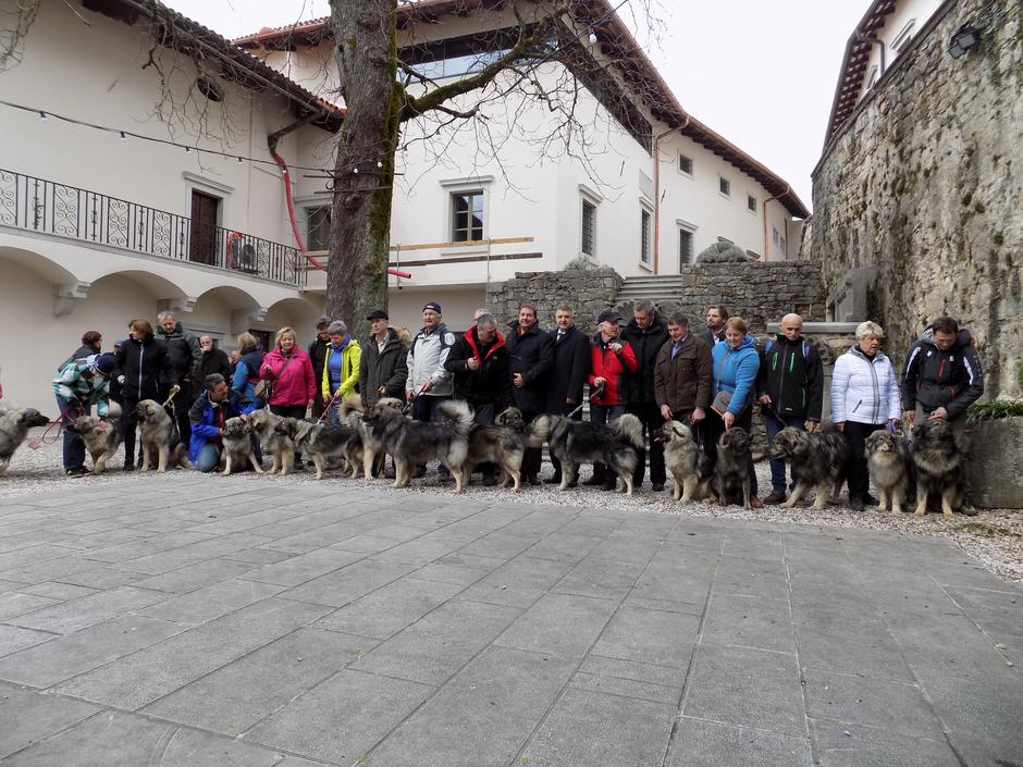 Kraški ovčarji | Avtor: Davorin Lisjak