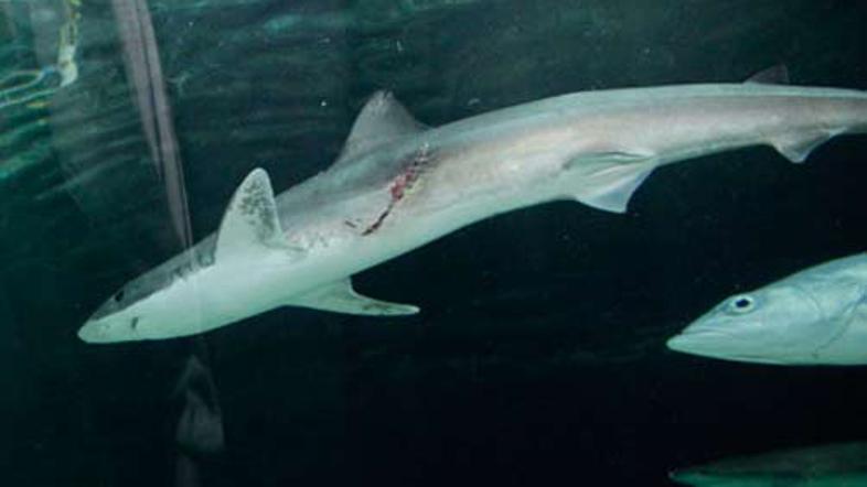 Avstralska turistka Shivani Singh, ki je bila priča dogodku, je pojasnila, da je