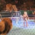 Cirkus - napad leva