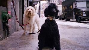 Psi v New Yorku