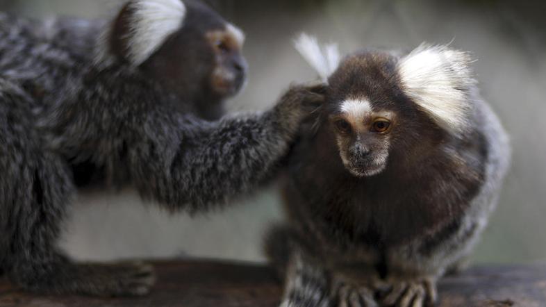 Opice vrste titi so na seznamu ogroženih vrst Cites. (Foto: Reuters)