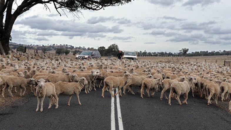Cilj je vzrediti ovce, ki bodo proizvedle manj metana, ki je večji povzročitelj 
