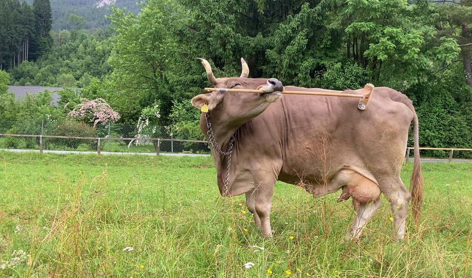 Žalec: Krava huje poškodovala moškega