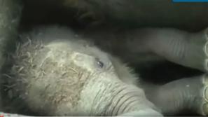 Reševanje slona na Šrilanki