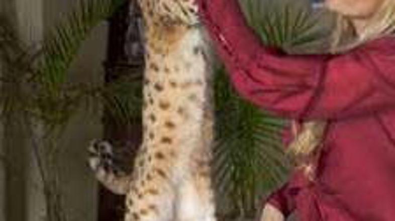 Na fotografiji lahko vidite svetovno rekorderko Scarlett´s Magic z njeno lastnic