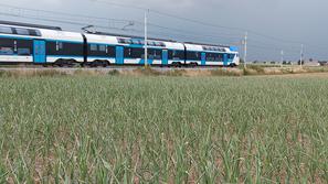 suša, koruza, polje, okolica Kranja