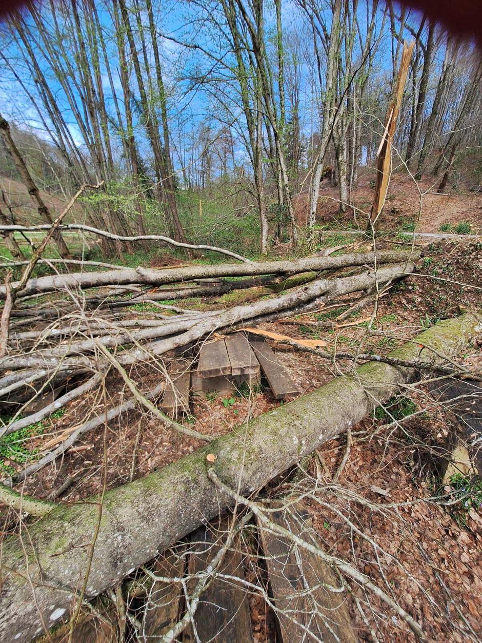 Panovec, Zavod za gozdove | Avtor: Zavod za gozdove Slovenije