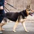 Razno 03.03.13, pes na povodcu, pasji sprehod, povodec, foto: shutterstock