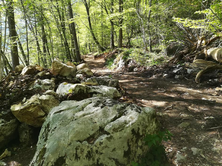 Spravilo lesa ob Bohinjskem jezeru