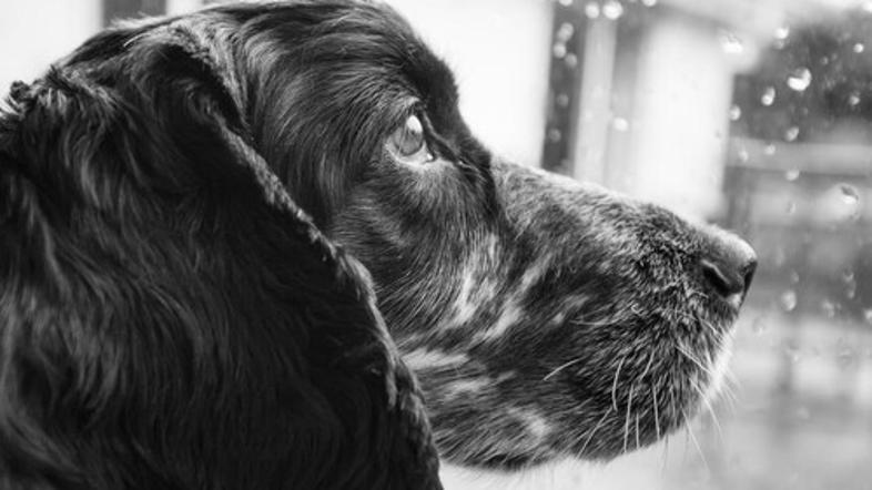 Pes gleda skozi okno