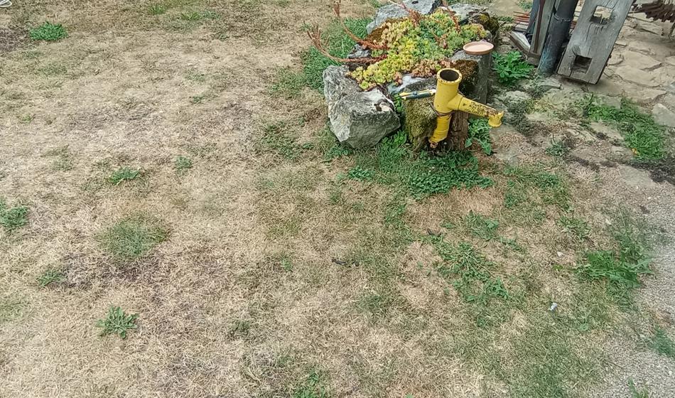 Od suše požgano trato lahko rešite, a le pod tem pogojem