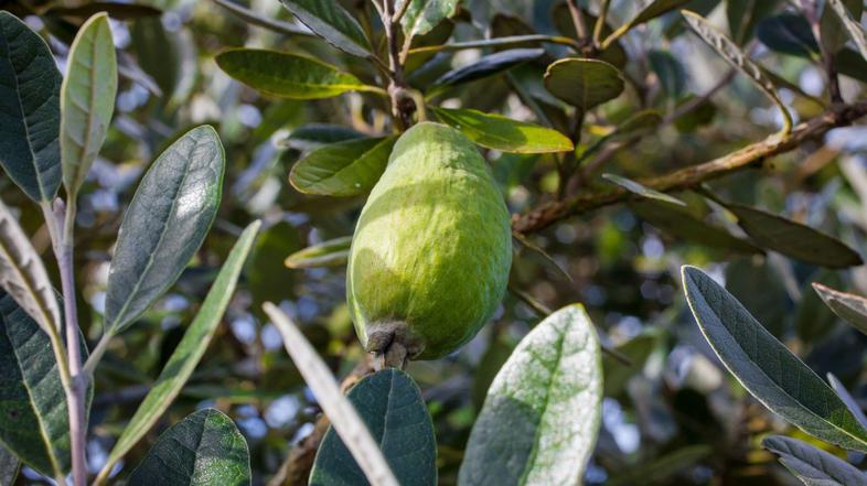 Feijoa