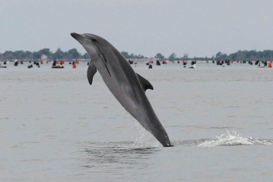 Delfin pri Trstu 