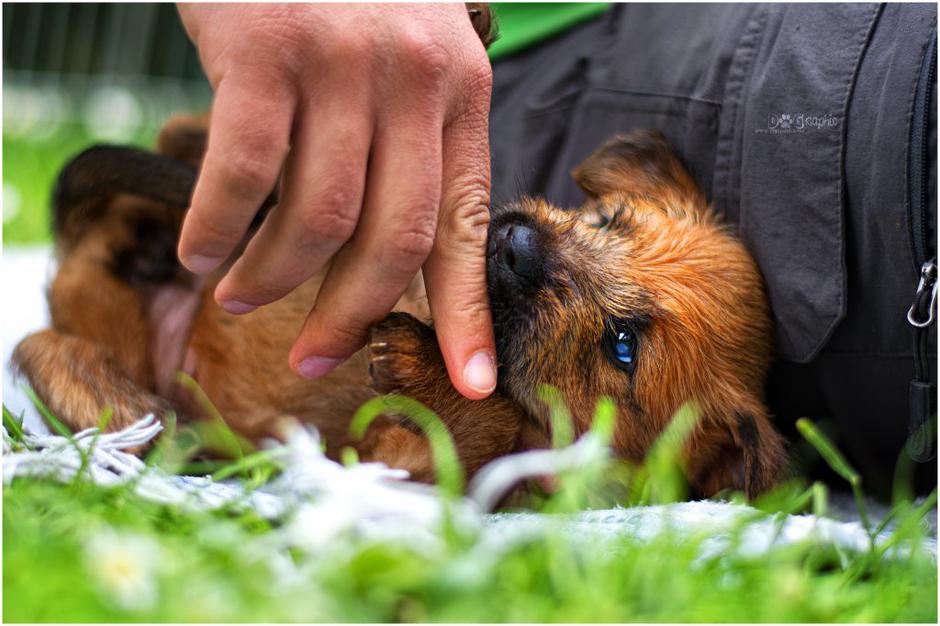 Irski mehkodlaki pšenični terier | Avtor: Katja Vogrinec