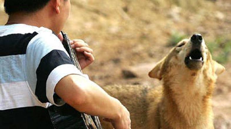 Sožitje med človekom in volkom.