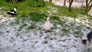 Bo danes toča pobelila naše kraje? (Foto: Bralka Žurnala24)