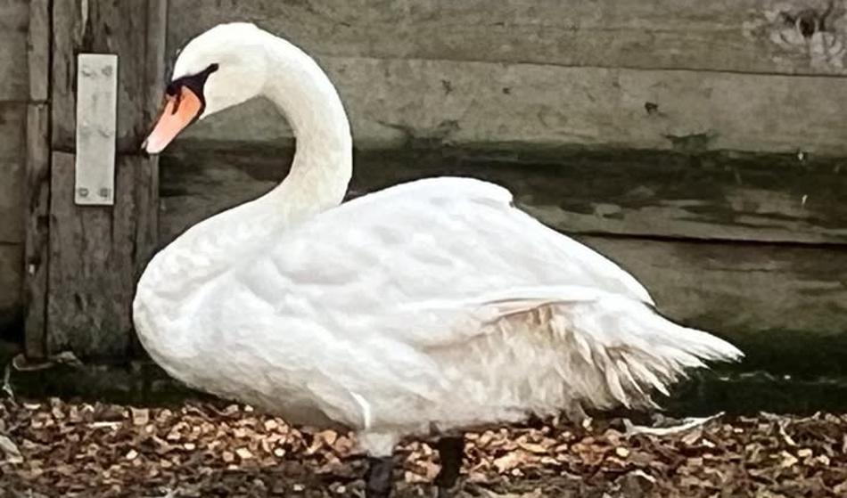 Žalostna novica o labodki z Lenta: "Ko smo ji dajali terapijo ..."