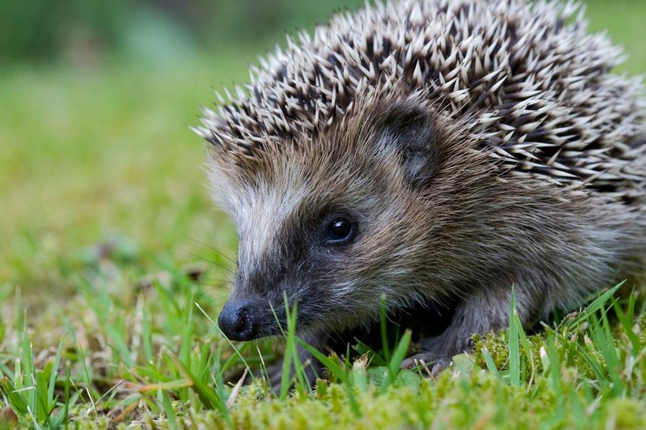 jež | Avtor: Profimedias