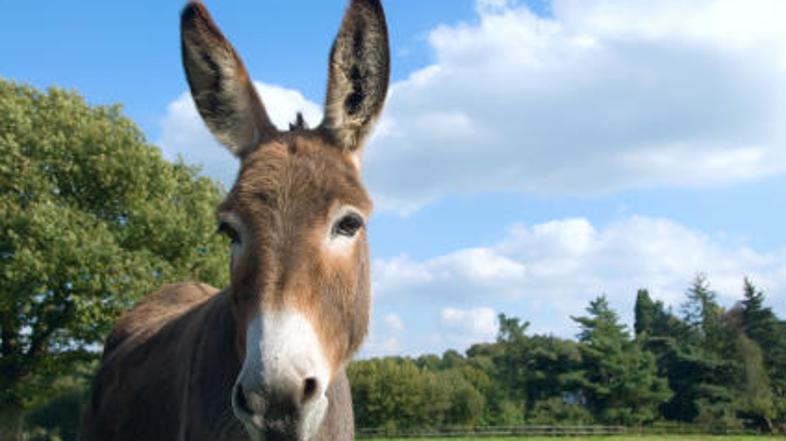 Nesrečni osel je bil žrtev krutega ravnanja. (Foto: iStockphoto)
