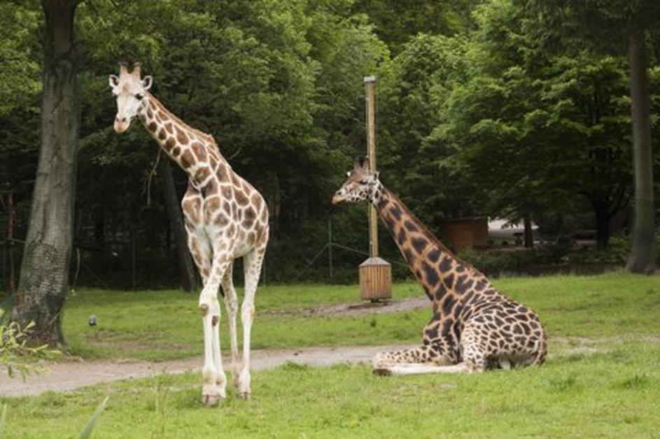 Žirafe v Živalskem vrtu Ljubljana
