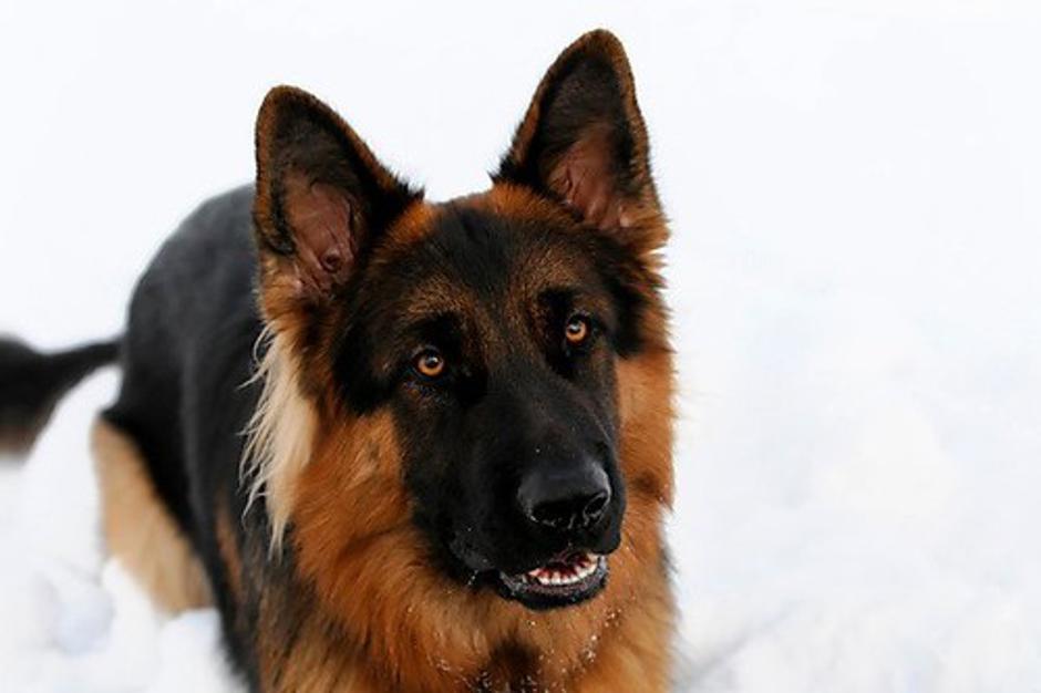 Pes | Avtor: Profimedias