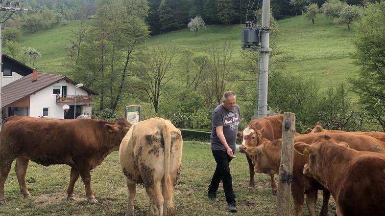 Zdravko Počivalšek krave