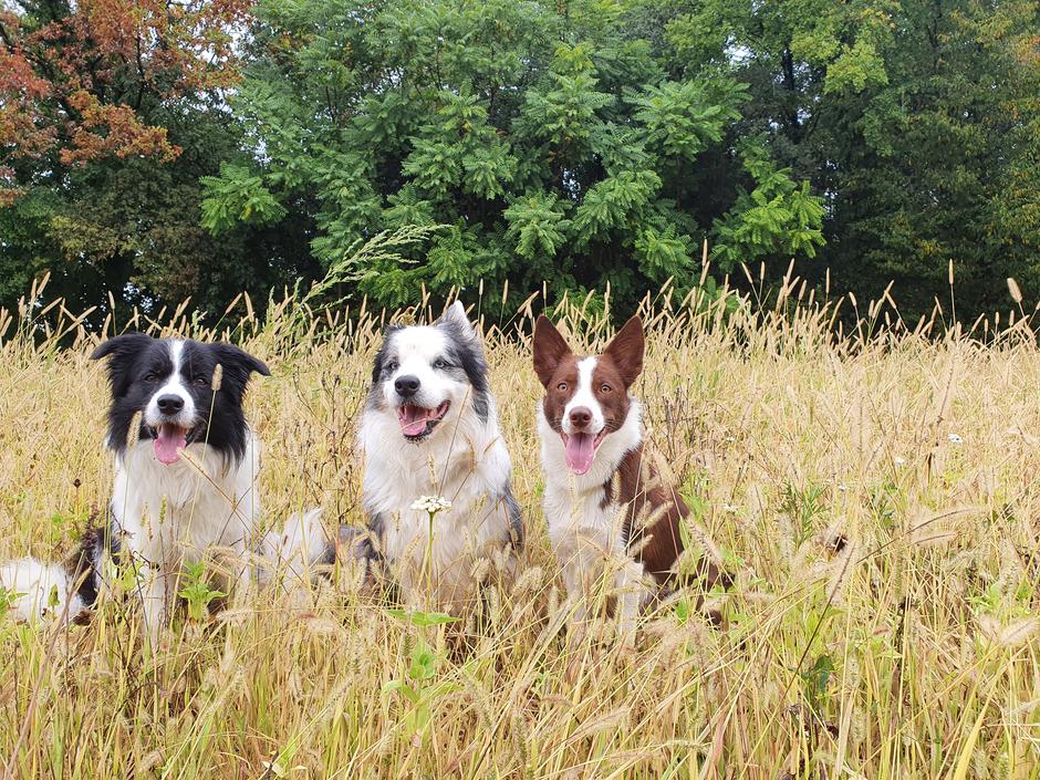 pes blazno blatno | Avtor: Blazno blatno