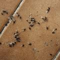 mravlje s krilci