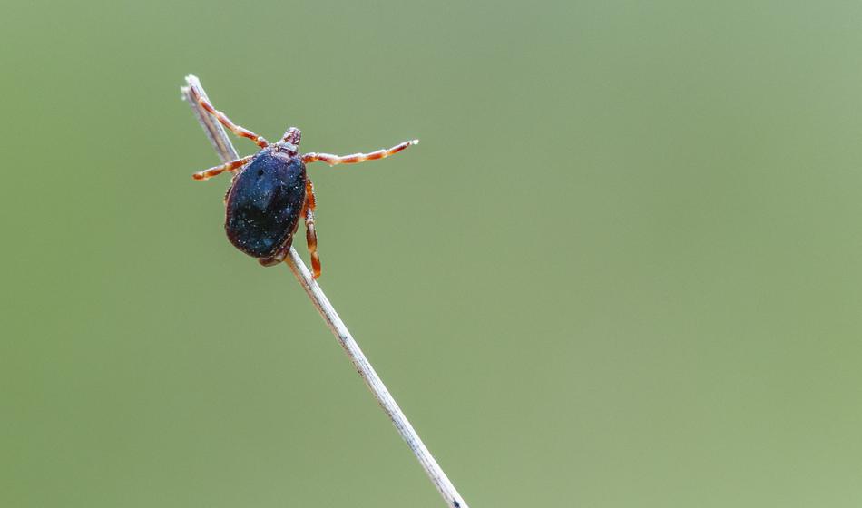 K nam se širi velikanski klop, ki lahko prenaša nevarno bolezen