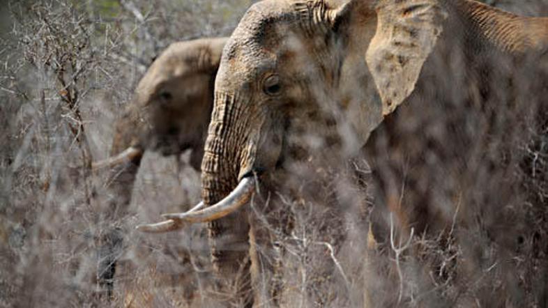 Najbolj ogroženi so starejši sloni in mladiči, ki brez hrane ne morejo slediti m