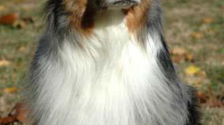 Vlomilec si je za žrtev izbral avstralskega ovčarja.