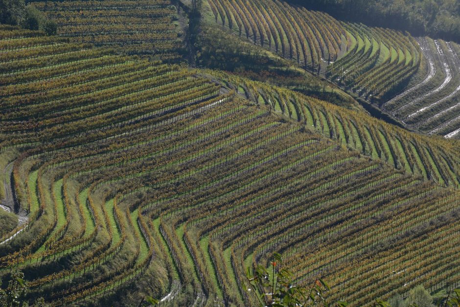 Haloze | Avtor: Peter Skorberne