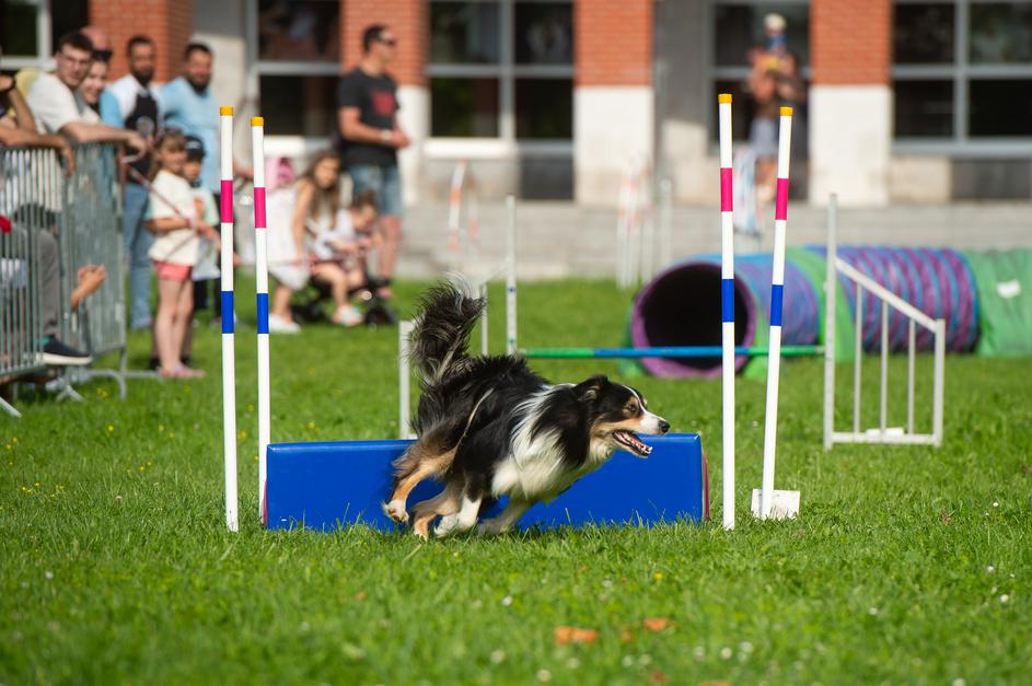 Festival za ljubitelje živali