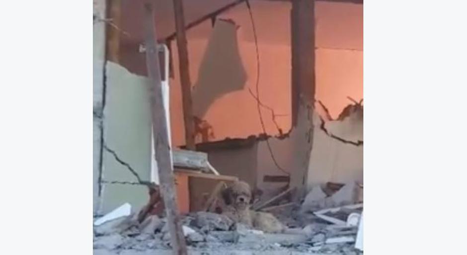 Max je čakal na lasnika | Avtor: Žurnal24 main