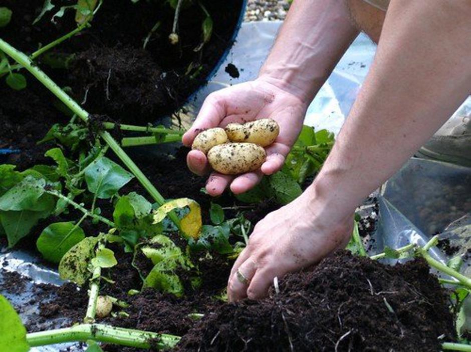 Krompir | Avtor: Profimedia