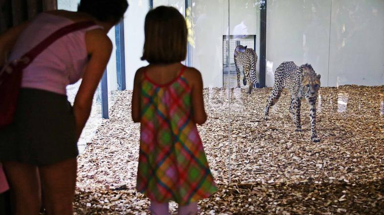 Gepardi v ZOO Ljubljana