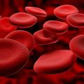 Krvne celice v veni