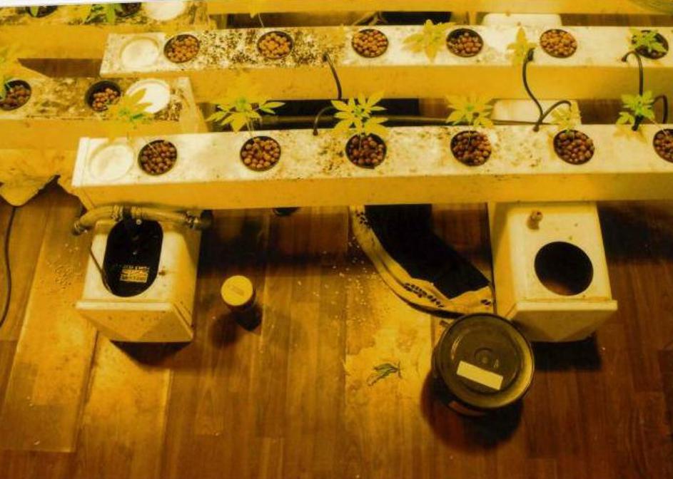 Laboratorij za gojenje konoplje