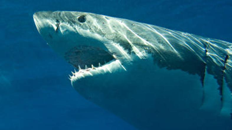 Včerajšnji napad belega morskega psa je v Avstraliji povzročil pravo paniko, zar