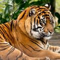 Sumatranski tiger